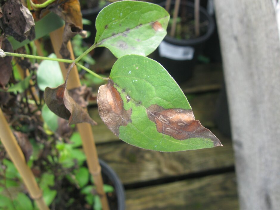 Leaf spots caused by the clematis wilt fungus. Image: John Scrace