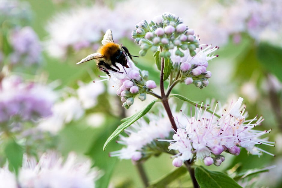 Discover plants that will encourage pollinators into your garden&nbsp;