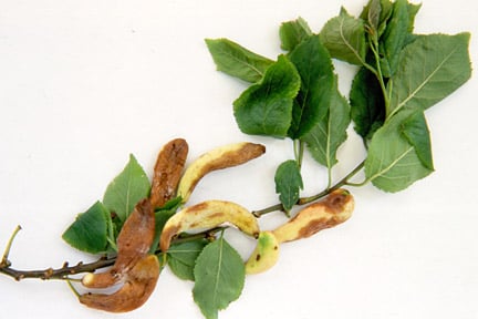 Pocket plum. Image: RHS, Horticultural Science