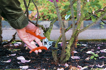 Rose pruning: shrub roses / RHS Gardening