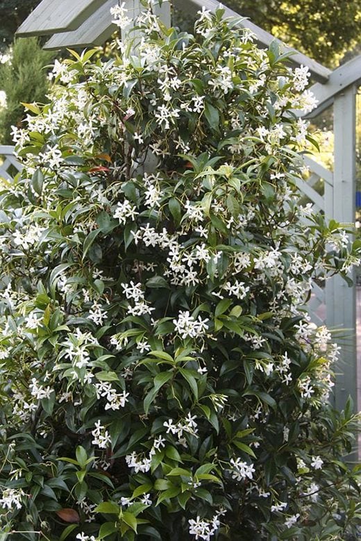 Trachelospermum jasminoides 'Variegatum'