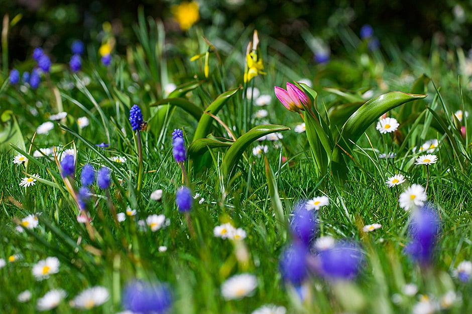 Plant an array of bulbs, from snowdrops to tulips and grape hyacinths, to brighten your lawn throughout spring
