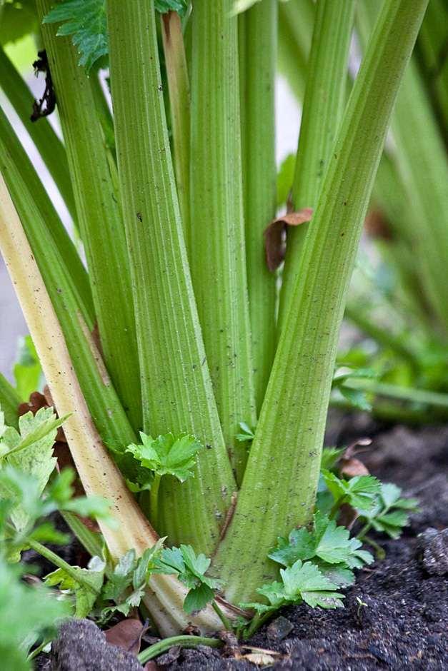 Growing your own vegetables / RHS Gardening