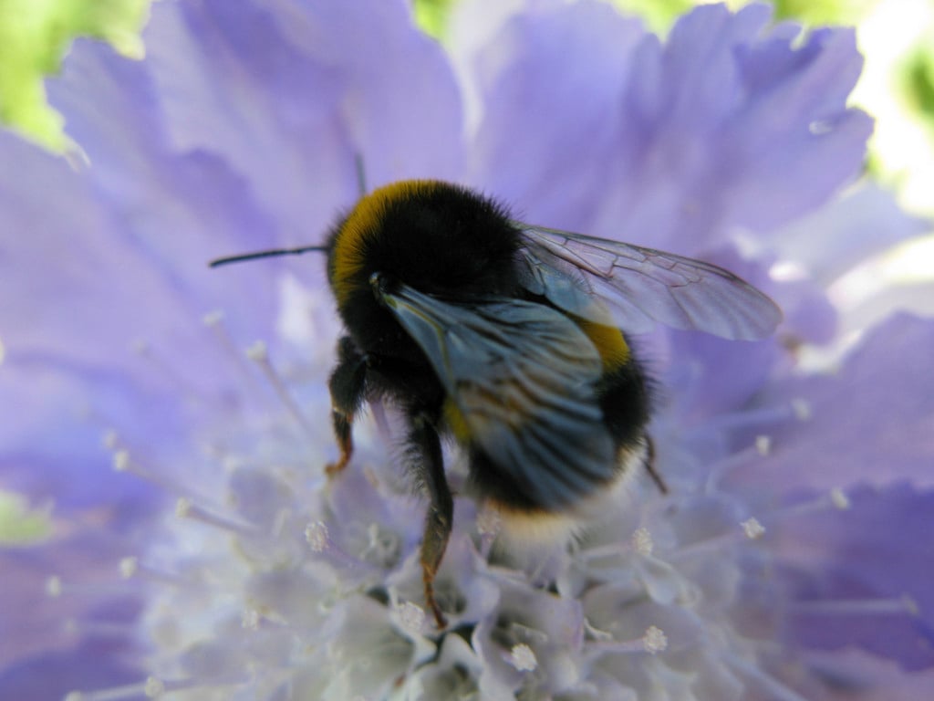 Buff-Tailed Bumblebee on a <i>Scabiosa</i> flower Credit RHS/ Andrew Halstead