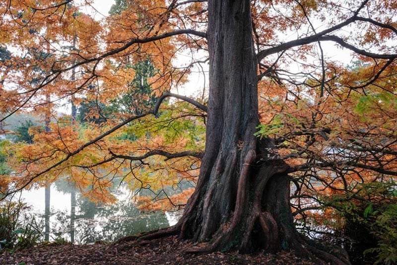 Metasequoia glytpostroboides at Wisley