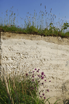 Chalky soils: plants for