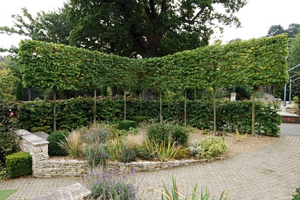 A pleached hedge at RHS Garden Wisley.