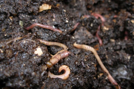 Earthworms (<i>Eisenia</i> species) in compost 
