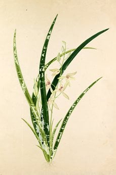 Watercolour of Cymbidium ensifolium from the 19th century album Plantae Icones Japonicae