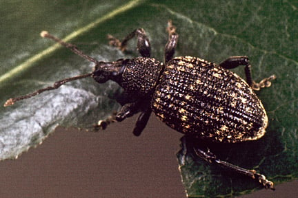 An adult wine weevil feeding on a rhododendron