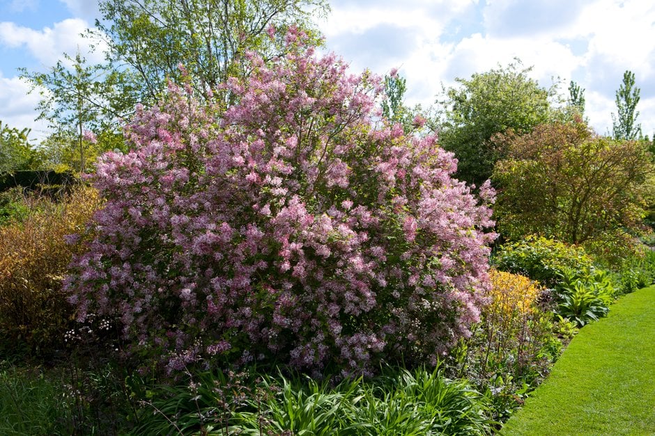 Plant your shrub in a spot where it will have plenty of space to grow and flourish over the coming years