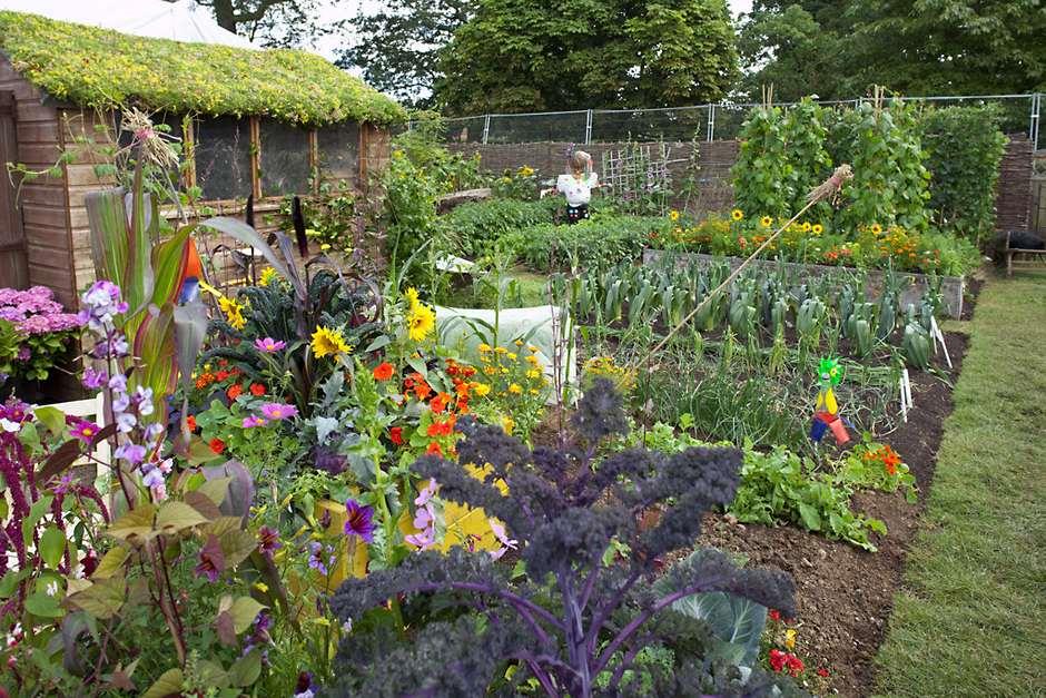 Allotments: how get the best from your plot / RHS Gardening