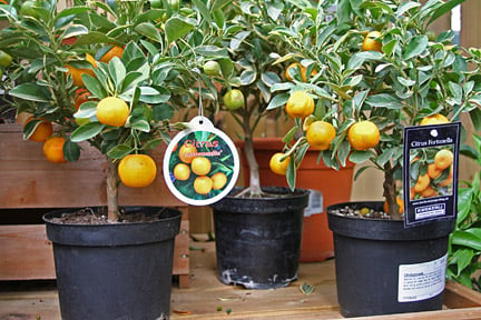 Citrus can't be brought back from the Canary Islands, Norway and Turkey, for example, without official approval. Credit: RHS/Advisory