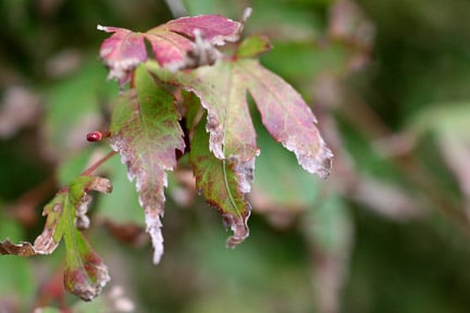 Acer: leaf scorch