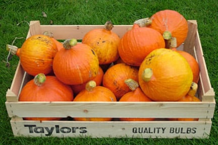 Pumpkins and winter squashes: storing / RHS Gardening