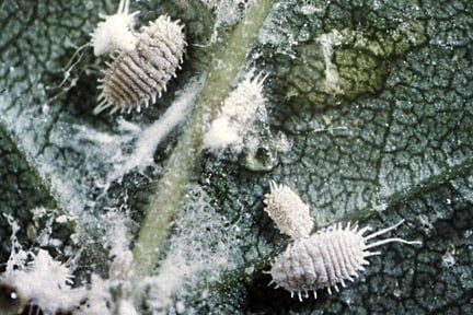 Mealybugs. Image: RHS, Horticultural Science