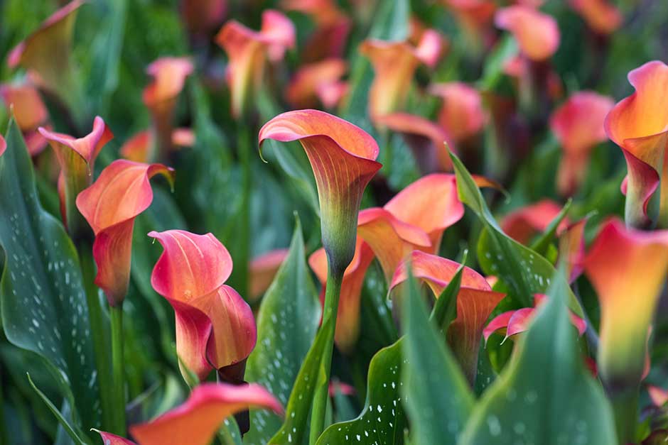 Perk up your summer garden with tropical color Ideal for Pots and Planters Cut Flowers 2 bulb Calla Lily Night Cap 