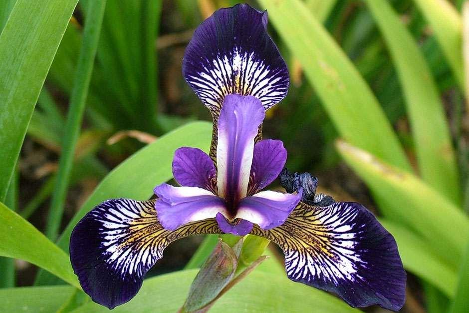 Choose a nonbearded iris plant easy irises to grow in any garden