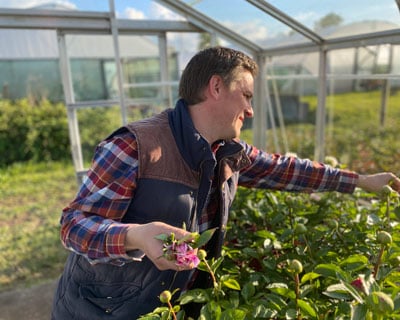 Planting peonies for beautiful blooms
