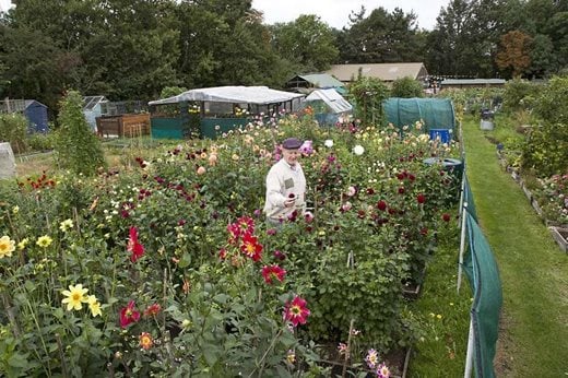 flowers on allotment