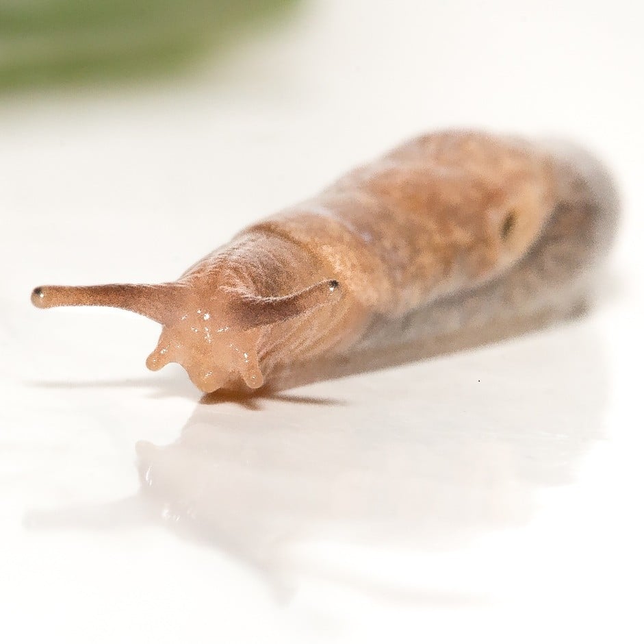Grey garden slug <i>Deroceras reticulatum</i>