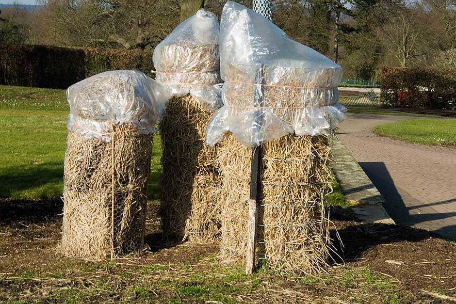 How to protect your banana plants over winter / RHS