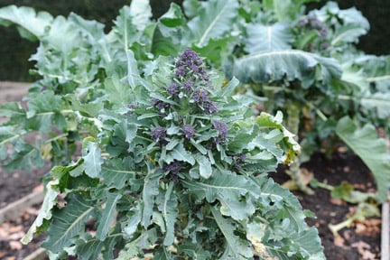 Vegetables: growing for spring