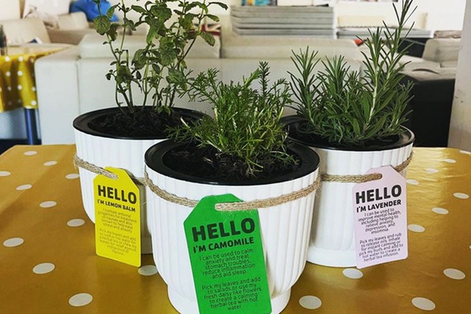 Download your own plant labels to share your seedlings