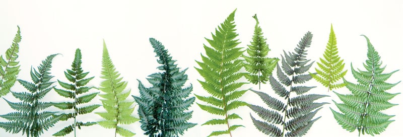 Cultivars of the Japanese painted fern