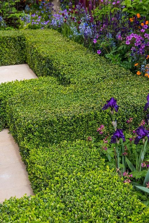 A clipped hedge of Buxus sempervirens