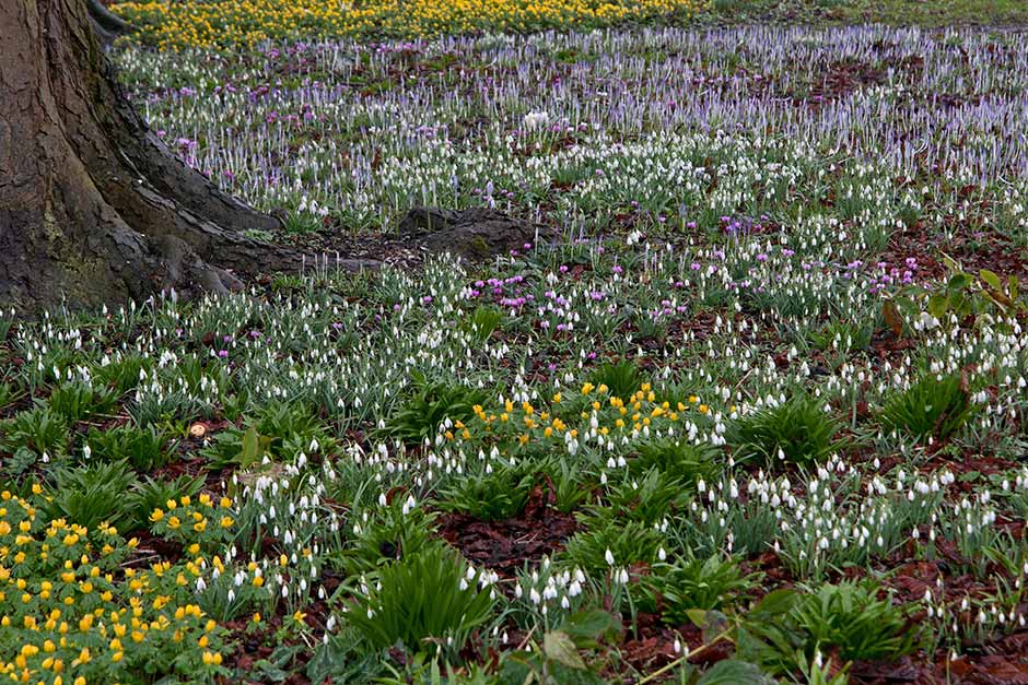 How to grow bulbs / RHS Gardening