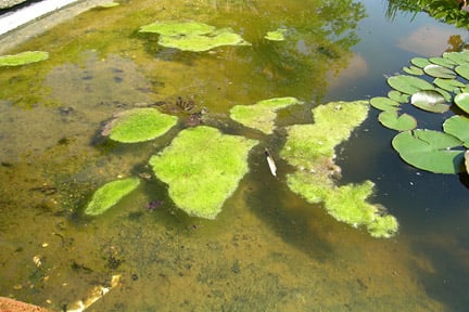 Pond algae and blanket weed / RHS Gardening