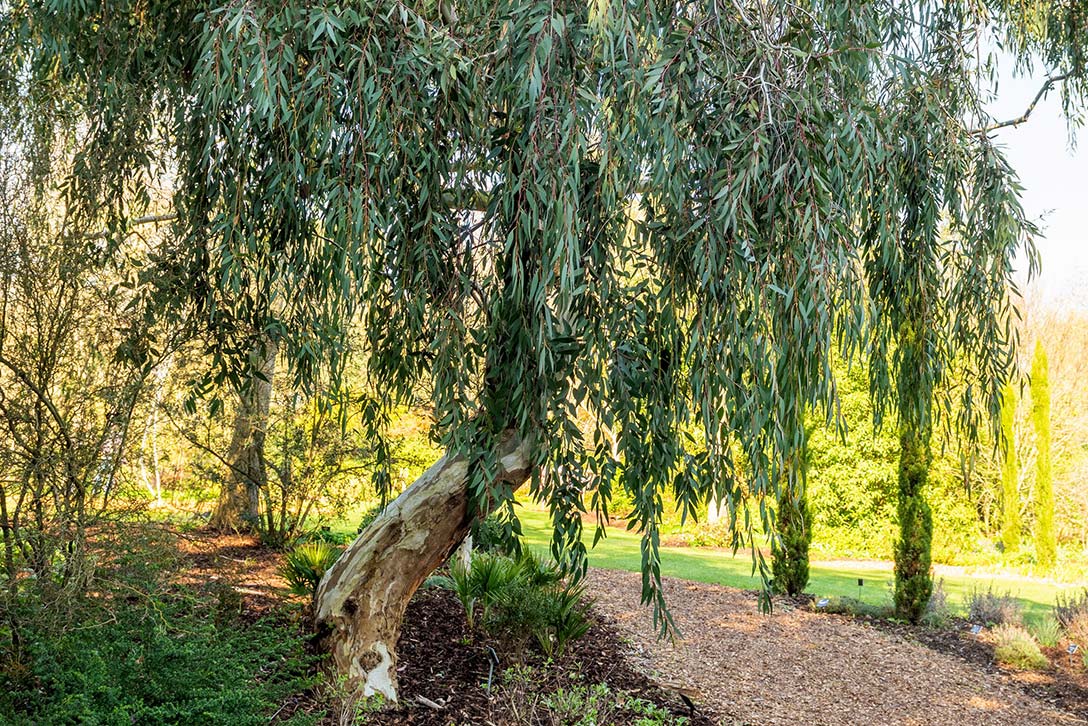 Exploring the Aroma of Eucalyptus: A Guide to Understanding Its