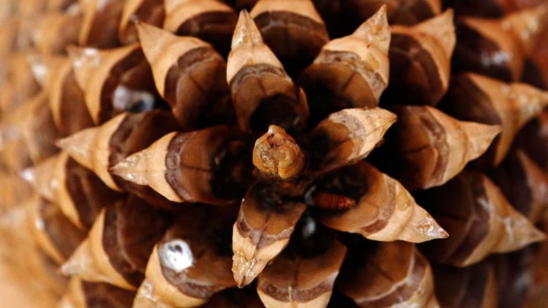 Close up of Pinus coulteri cone
