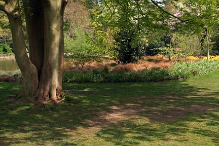 Improve patchy lawns in shade by feeding in autumn