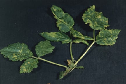 Raspberry Leaf Curl-Virus-Behandlung