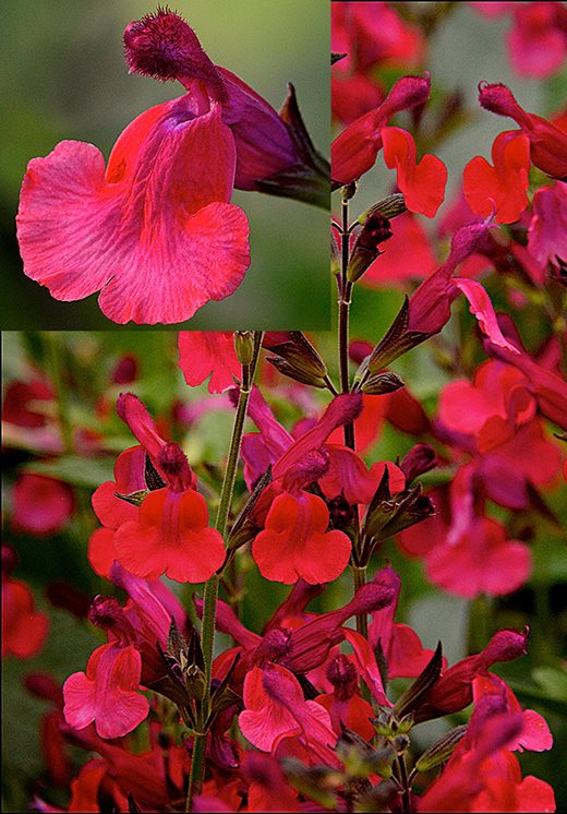 Salvia microphylla 'Wine and Roses'
