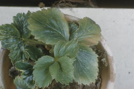 Strawberry viruses / RHS Gardening