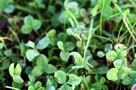 Clover offers nectar-rich flowers for bees, but can spread quickly and become unwelcome in lawns
