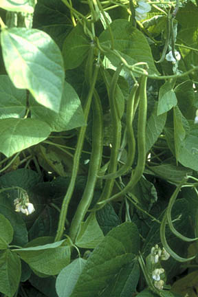 Runner beans can often fail to set pods due to a number of reasons. Image: Mike Sleigh/RHS