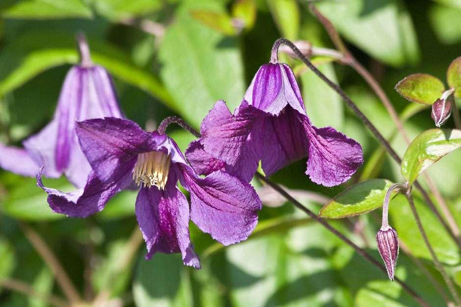 RHS plant registration Clematis cultivar / RHS