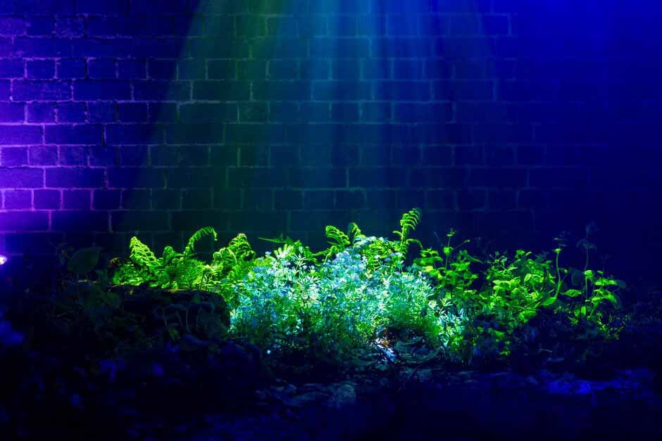 Ferns illuminated in the RHS Urban Forest