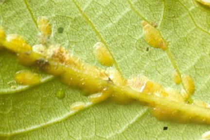 Scale insects on bay. Image: RHS, Horticultural Science