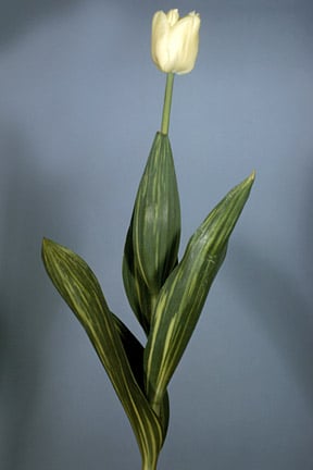 Tulip infected with a virus. Image: RHS, Horticultural Science