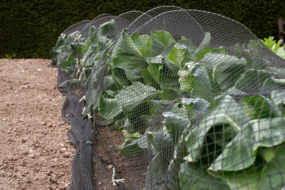 Spring cabbages protected from pigeons with netting