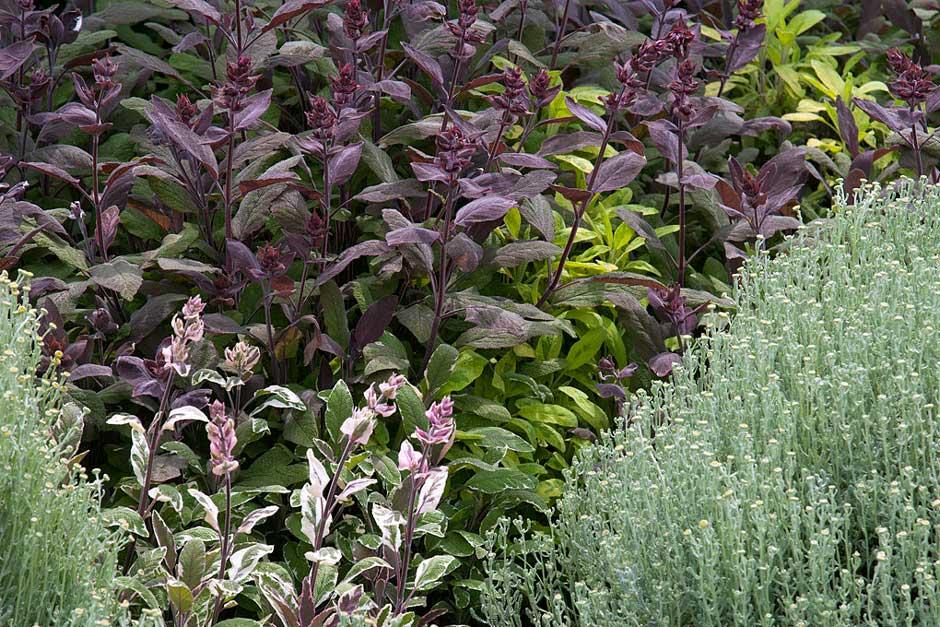 Colourful culinary sages / RHS Gardening