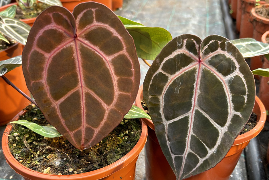 Anthurium MICHELLE / RHS Gardening