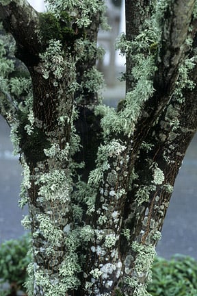 Lichen growing on tree branches is often a worry to gardeners, but is rarely a problem. Image: Tim Sandall/RHS