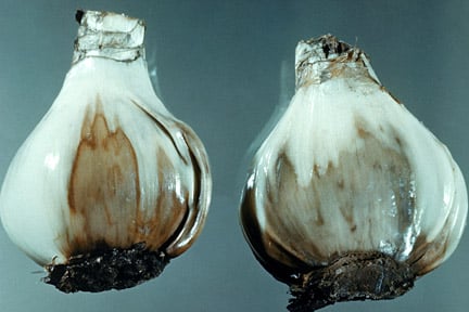 Narcissus basal rot