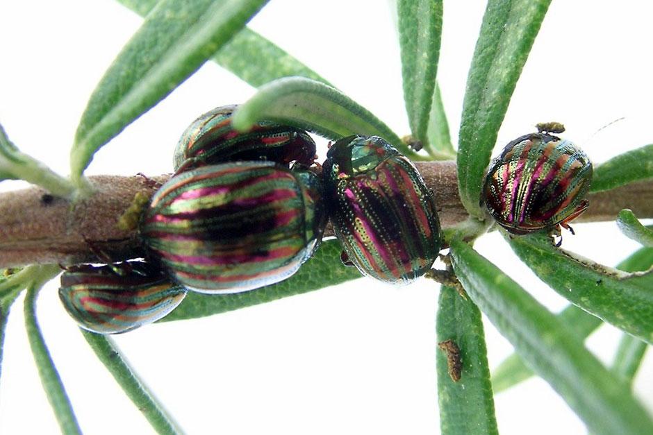 Rosemary beetle RHS survey to help research / RHS Gardening
